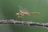 IMG_1609 Sympetrum meridionale